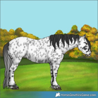 Horse Color:Blue Roan Leopard 