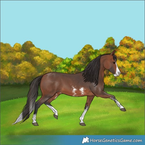 Horse Color:Bay Sabino Splash 