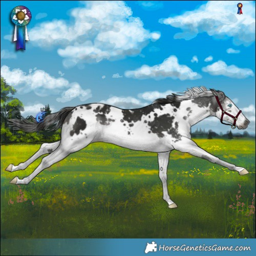 Horse Color:Gray White Spotted Smoky Black Splash Appaloosa