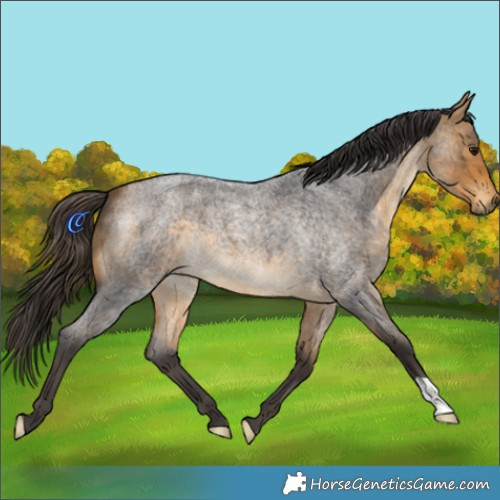 Horse Color:Buckskin Roan 