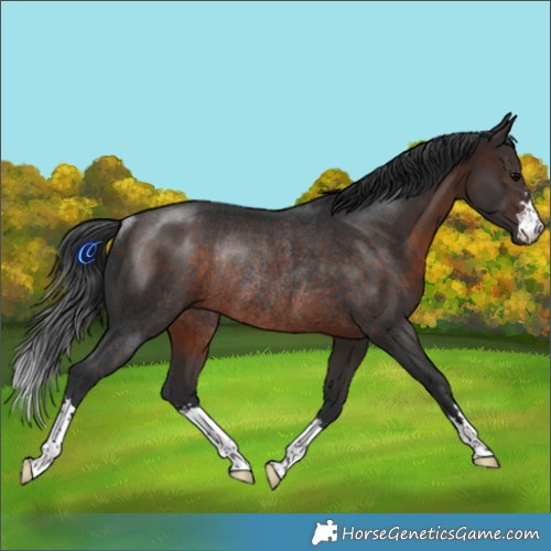 Horse Color:Brown Rabicano