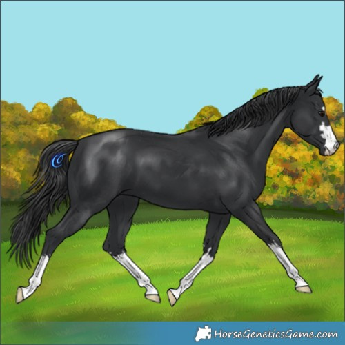 Horse Color:Black 