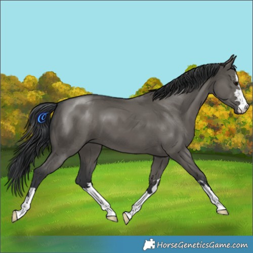 Horse Color:Grullo