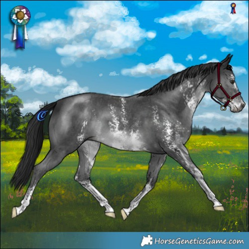 Horse Color:Gray Black Chinchilla Sabino