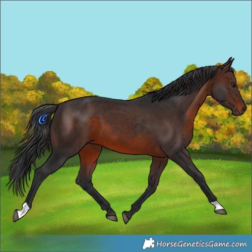 Horse Color:Brown 