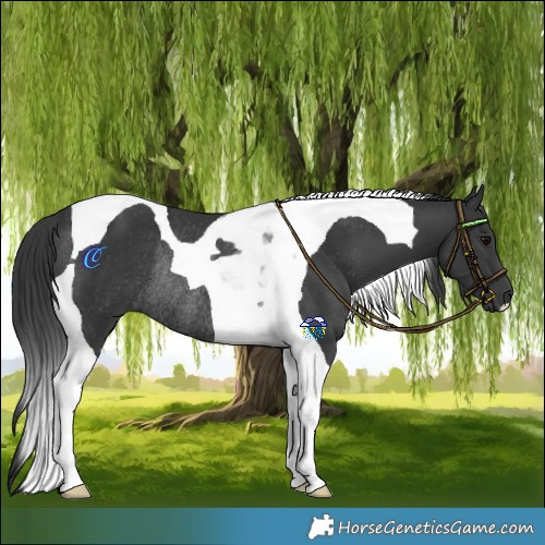 Horse Color:Black Tobiano Rabicano 