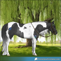 Horse Color:Black Tobiano Rabicano