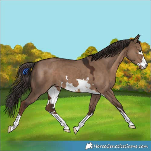 Horse Color:Liver Red Dun