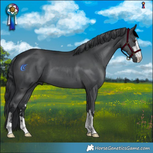 Horse Color:Black Chinchilla
