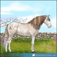 Horse Color:White Spotted Grullo Pearl Splash