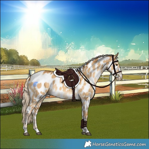 Horse Color:Palomino Dun Tobiano Near Leopard 