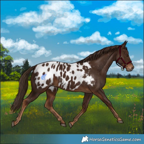 Horse Color:Gray Chestnut Near Leopard