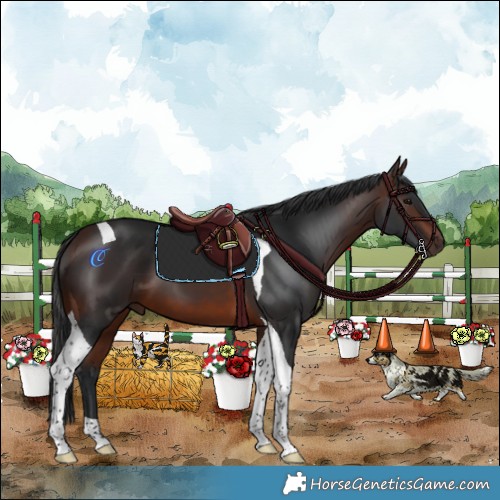 Horse Color:Brown Tobiano