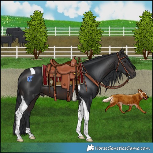 Horse Color:Brown Tobiano