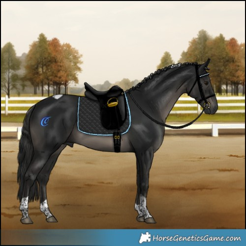 Horse Color:Gray Smoky Black Tobiano