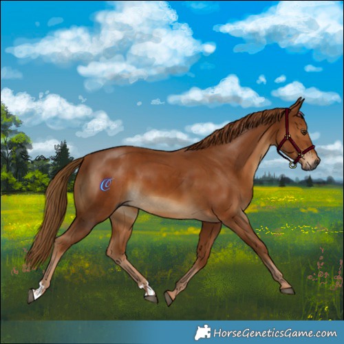 Horse Color:Gray Chestnut