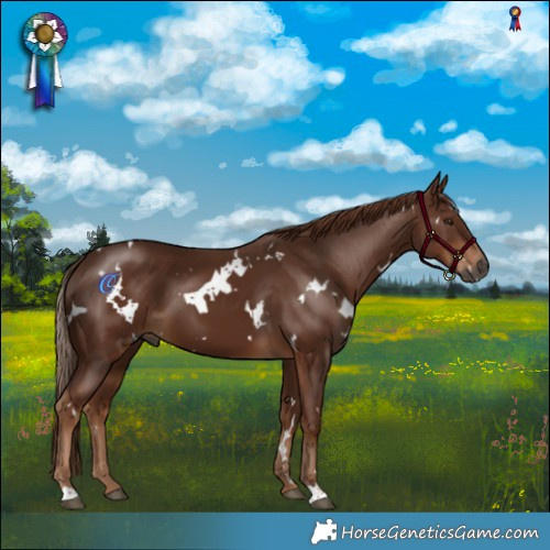 Horse Color:Gray White Spotted Chestnut 