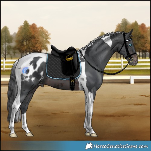 Horse Color:Brown Merle Tobiano Appaloosa