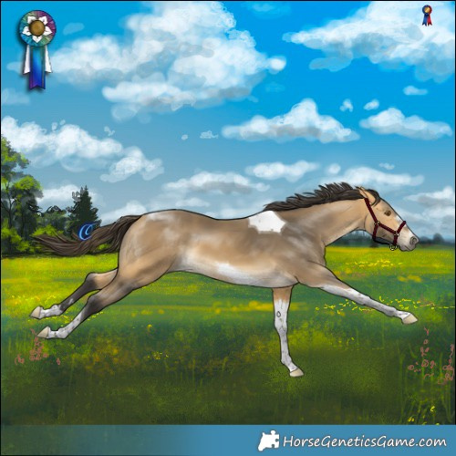 Horse Color:Buckskin Mushroom Tobiano 