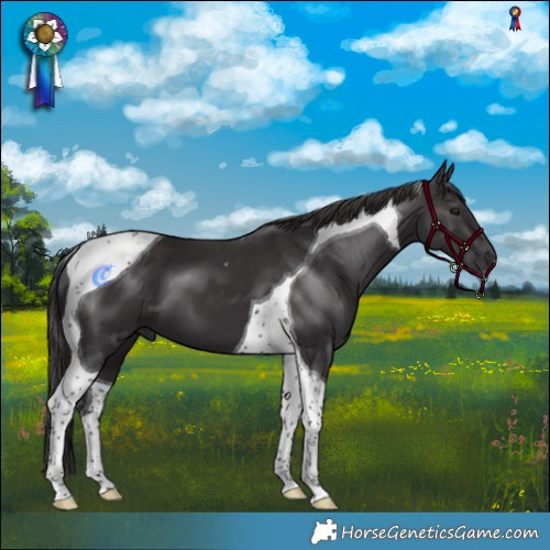 Horse Color:Smoky Black Mushroom Tobiano 