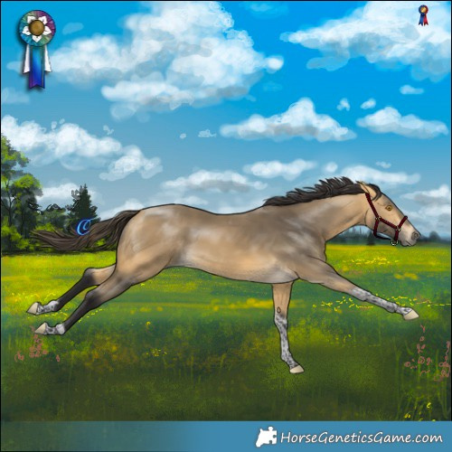 Horse Color:Buckskin Mushroom Tobiano 