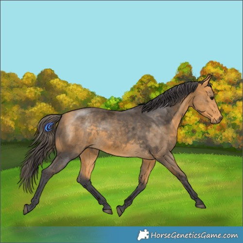 Horse Color:Buckskin Merle Rabicano 