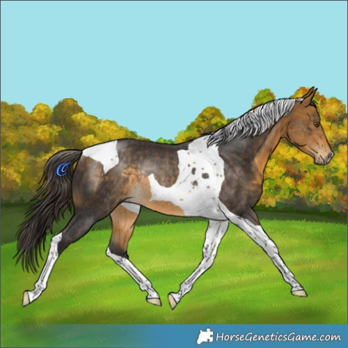Horse Color:Buckskin Tobiano Rabicano
