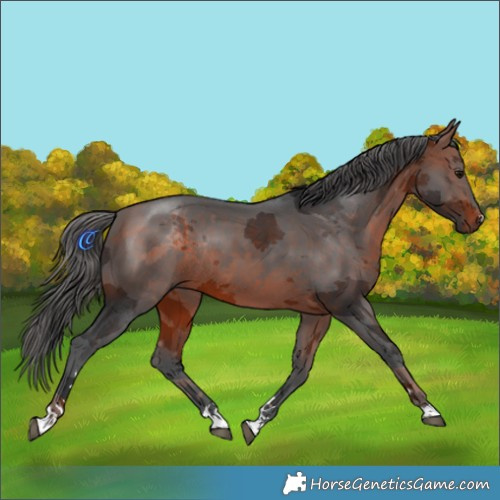 Horse Color:Bay Merle Rabicano 