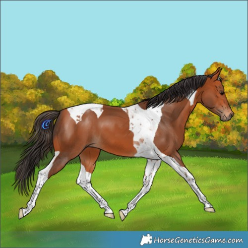 Horse Color:Bay Tobiano 