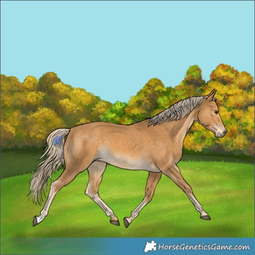 Horse Color:Palomino 