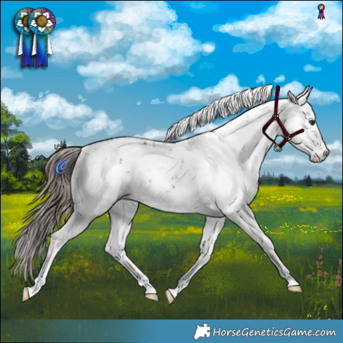 Horse Color:Liver Chestnut Sabino Rabicano 