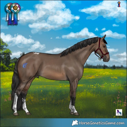 Horse Color:Brown Dun Tobiano