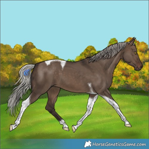 Horse Color:Silver Brown Dun Tobiano
