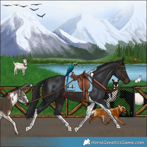 Horse Color:Brown Tobiano 