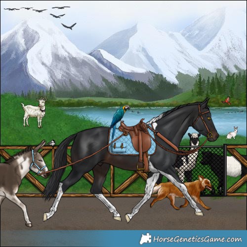 Horse Color:Brown Tobiano