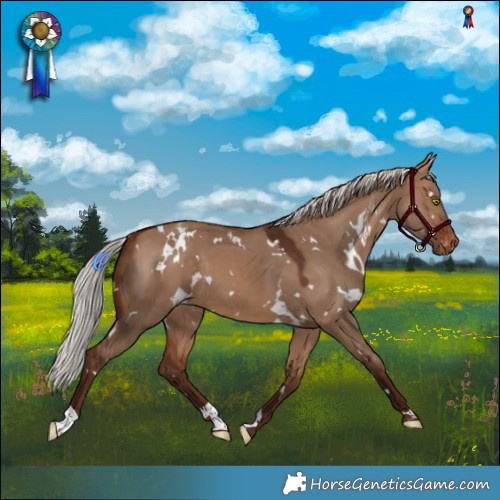 Horse Color:White Spotted Silver Bay Dun Appaloosa 