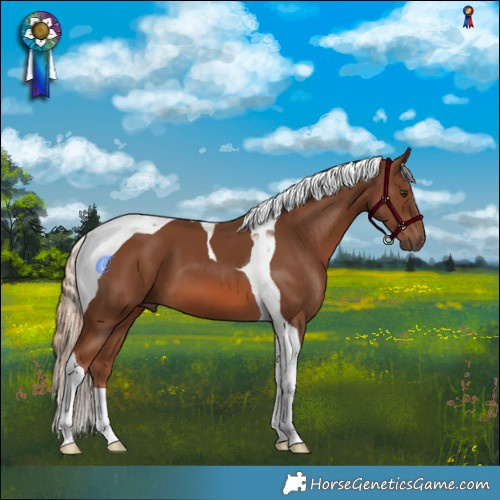 Horse Color:Chestnut Tobiano