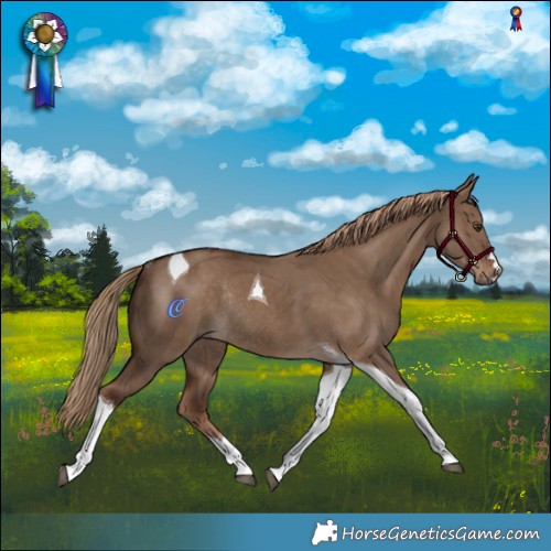 Horse Color:Liver Red Dun Tobiano Rabicano 