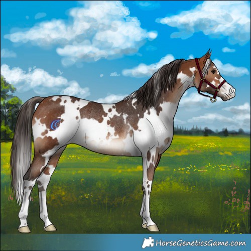Horse Color:White Spotted Bay Rabicano