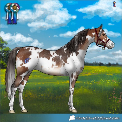Horse Color:White Spotted Bay Rabicano 