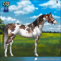 Horse Color:White Spotted Bay Rabicano 