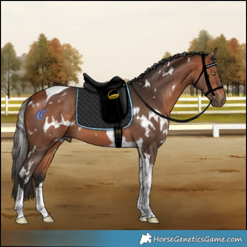 Horse Color:White Spotted Bay Tobiano