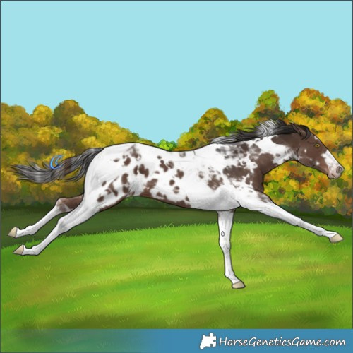 Horse Color:White Spotted Liver Chestnut Tobiano Blanket