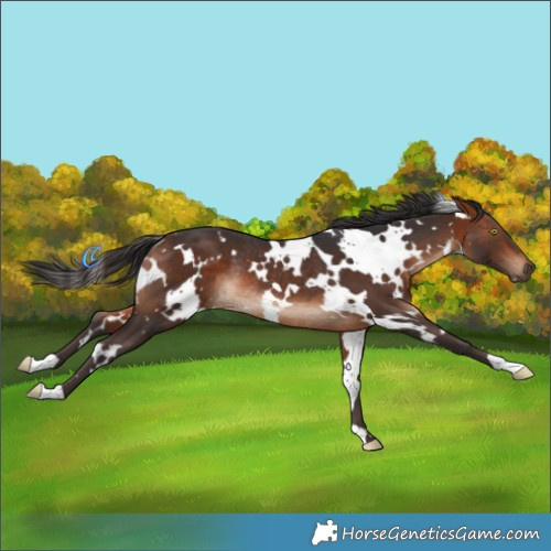 Horse Color:White Spotted Bay Rabicano 