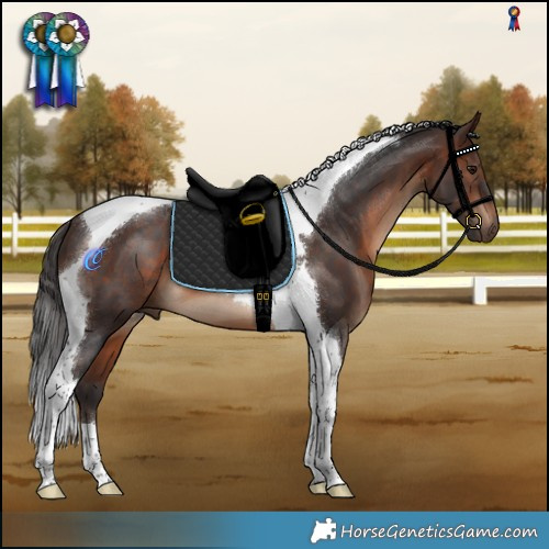 Horse Color:Brown Tobiano