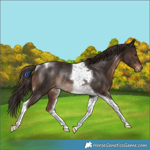 Horse Color:Liver Chestnut Tobiano Varnish Rabicano 
