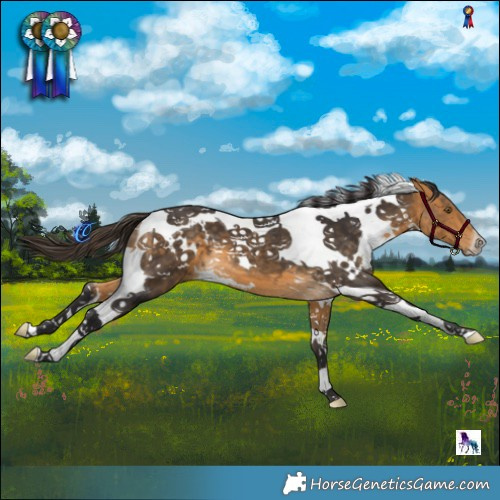 Horse Color:White Spotted Buckskin Tobiano 