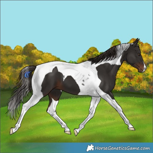 Horse Color:Liver Chestnut Tobiano