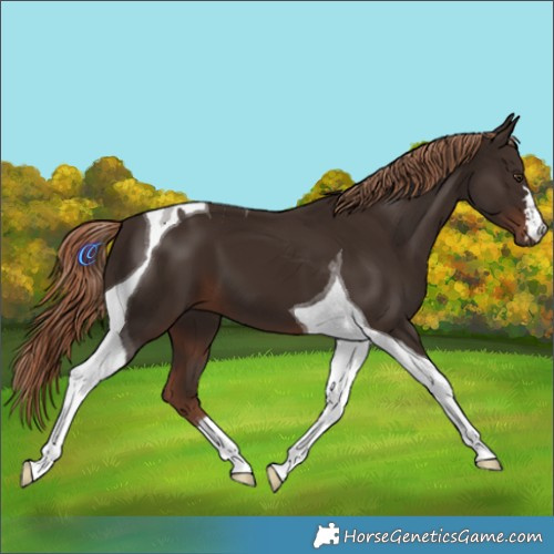 Horse Color:Liver Chestnut Tobiano
