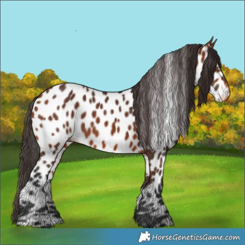 Horse Color:Bay Near Leopard 